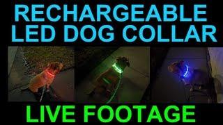 LED Rechargeable Dog Collar Multi Color Lights DEMO In Action Video