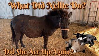 What Did Nellie Do to the Kids?