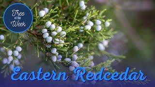 Tree of the Week Eastern Redcedar