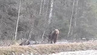 Björn dödar älg - dramatisk film