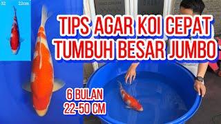 Cara Agar Koi Cepat Besar  Koi Menjadi Jumbo