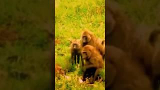 Monkey rescue his teammates a python snake #shorts #viral #youtubeshorts