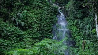  Waterfall Scenery in a Rainy Jungle with Water Sounds & Gentle Raindrops Falling on the Trees