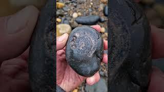 Beach pebble showing almost polished effect Ammonite Fossil  #shorts #fossilhunting #fossils #sea