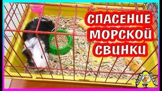 Не смогла пройти мимо  Новый питомец  хомки  Alisa Easy Pets