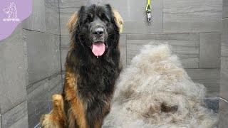 His First EVER Groom  Beautiful Transformation On A Giant Leonberger Dog