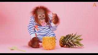 Animalia - Baby Orangutan Benji tries some fresh fruits ASMR