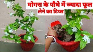 Mogra Plant Care & Fertilizer  How to get more flowers on mogra Jasmine plant  7 tips for mogra