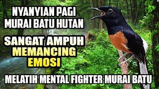 TERNYATA NYANYIAN MURAI BATU HUTAN LEBIH AMPUH MEMANCING EM0SI & MELATIH MENTAL FIGHTER