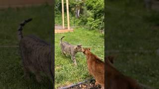 Nose-to-nose Sniffing Between Abyssinian And Bengal Cats #cat #abyssiniancat #猫