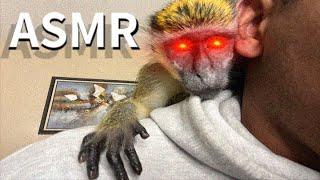 ASMR Monkey Grooming Soothing Oddly Satisfying Pimple Popping therapy Long Version Thabo And Ray