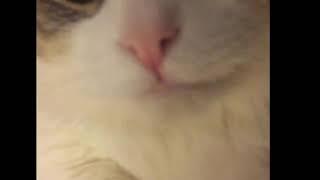 Cute Cat Video