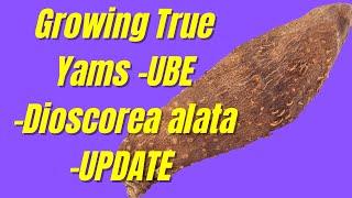 Growing True Yams -UBE -Dioscorea alata -UPDATE