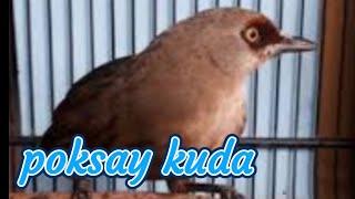 Suara burung poksay kuda GACOR 