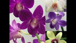Размножение Орхидеи Дедробиум-Фаленопсис. Детки ДендроФаленопсиса.