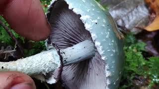 verdigris agaric - Stropharia Aeruginosa - Fungi Channel