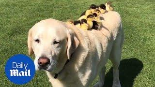 Fred the Labraduck carries his nine adopted ducklings on his back