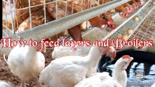 How to feed layers and Broilers