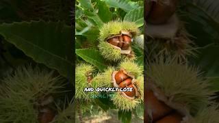 How to harvest Chestnut