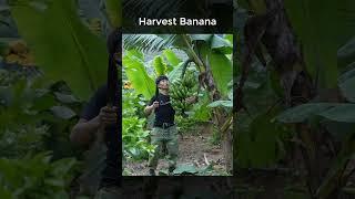 Harvest Big Bunch Of Bananas