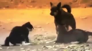 DOGS BREAKING UP CATS FIGHTS