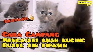 MENGAJARI ANAK KUCING PUP PIPIS DIPASIR untuk pertama kalinya  Mengajari kucing buang air dipasir