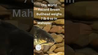 What is the World Record Brown Bullhead?