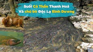 Hành trình Khám phá suối Cá Thần và hang Cá Thần ở Thanh Hoá  Vi vu cùng Bắc