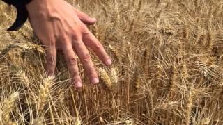 Gladiator wheat field private version 