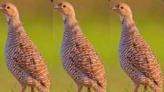 22 min teetar ki Awaz Partridge sounds Francolin voice best video #teetar #partridge #sounds #voice