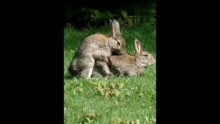 #short Rabbits Sex