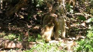 Baboon family grooming time