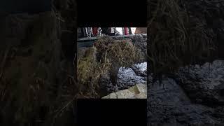 cleaning out composted manure from back of old barn. - Highlight Reel