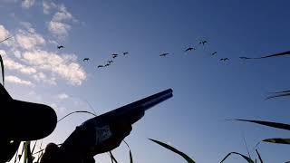 Greylag geese shooting with the Aimcam