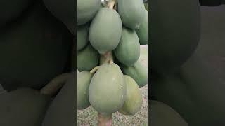 Papayas are starting to ripen. #garden #gardening #gardenlife #papaya #growyourownfood #gardentour