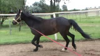 Horse Massage #5 Lunge