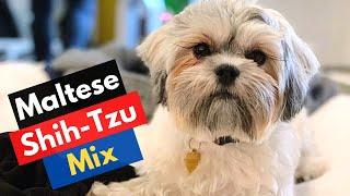 Whos Maltese Shih Tzu Mix Breed? Malshi Traits and Care