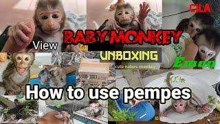 Monkey funny video  how to use pempes lying like a tiger