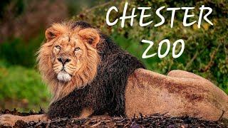 Chester Zoo March 2022 Animal Footage