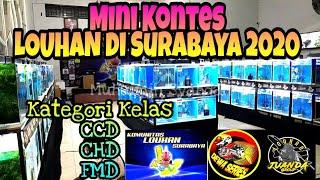 Mini Kontes Louhan KLS Komunitas Louhan Surabaya 2020  Flowerhorn Contest
