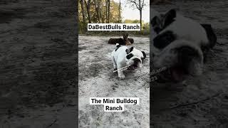 The Mini Bulldog Ranch. DaMilkMan is one of our future studs Son of King Escobar