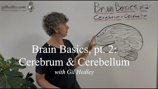 Brain Basics pt. 2 Cerebrum & Cerebellum Learn Integral Anatomy with Gil Hedley