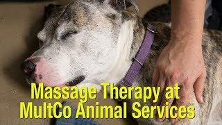 Massage Therapy at Multnomah County Animal Services