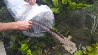 Unboxing the most sultan variant of Channa Fish.... A giant pair of channa Barcas 60cm rare size