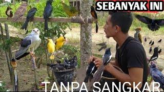 SEMUA BURUNG YANG ADA DIBUMI BISAA JINAK