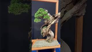 Trophy 2024 #bonsai  #tree