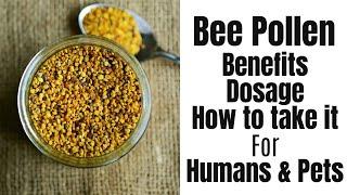 Bee Pollen Benefits for Humans and Pets Dosage and How to take It