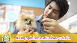 คู่มือการเลี้ยงลูกสุนัขฉบับสมบูรณ์ by Dogilike.com Ep.6