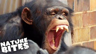 Terrifying Chimp Attack  The Secret Life of the Zoo  Nature Bites