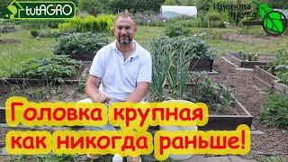 ПОДКОРМКА ЧЕСНОКА НА КРУПНУЮ ГОЛОВКУ ПОСЛЕ УДАЛЕНИЯ СТРЕЛКИ. Чеснок будет крепкий лежкий вкусный.